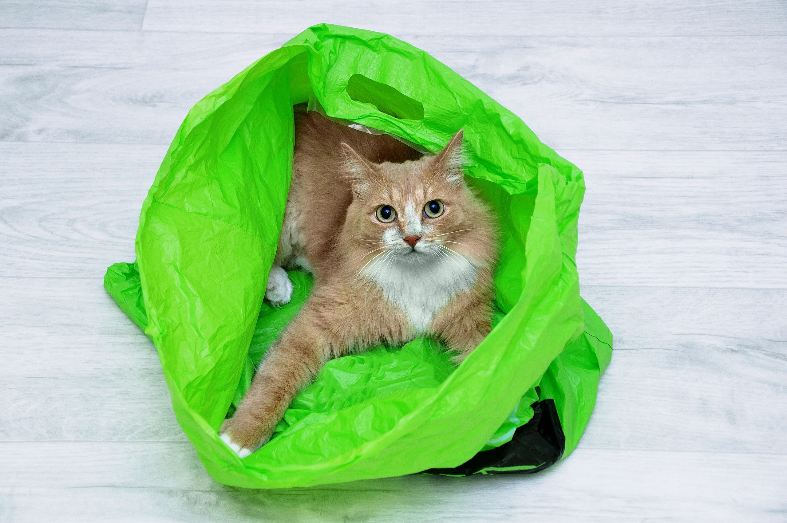 scented cat litter disposal bags with playful cat, fresh and clean packaging