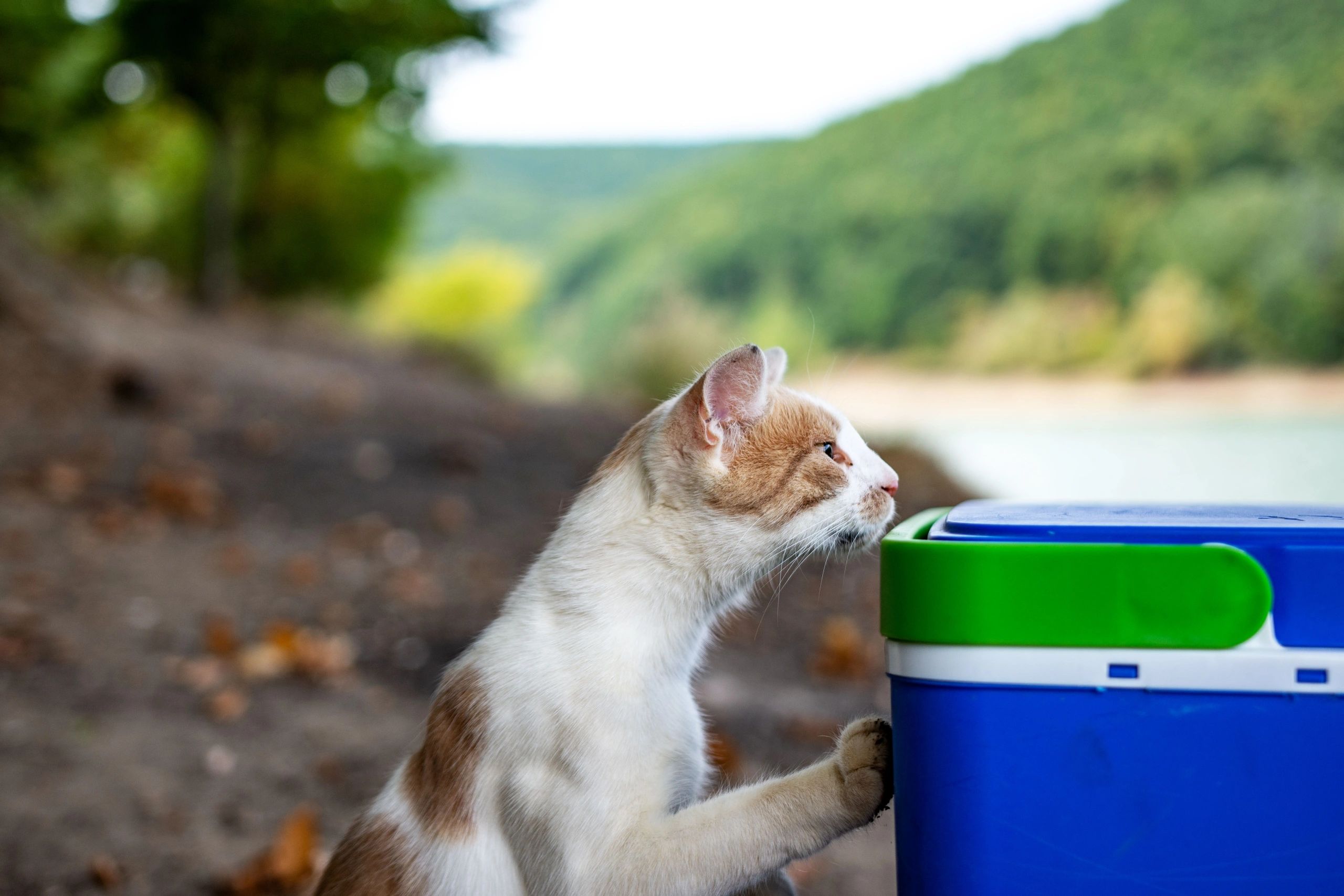 playful cat with waste bag