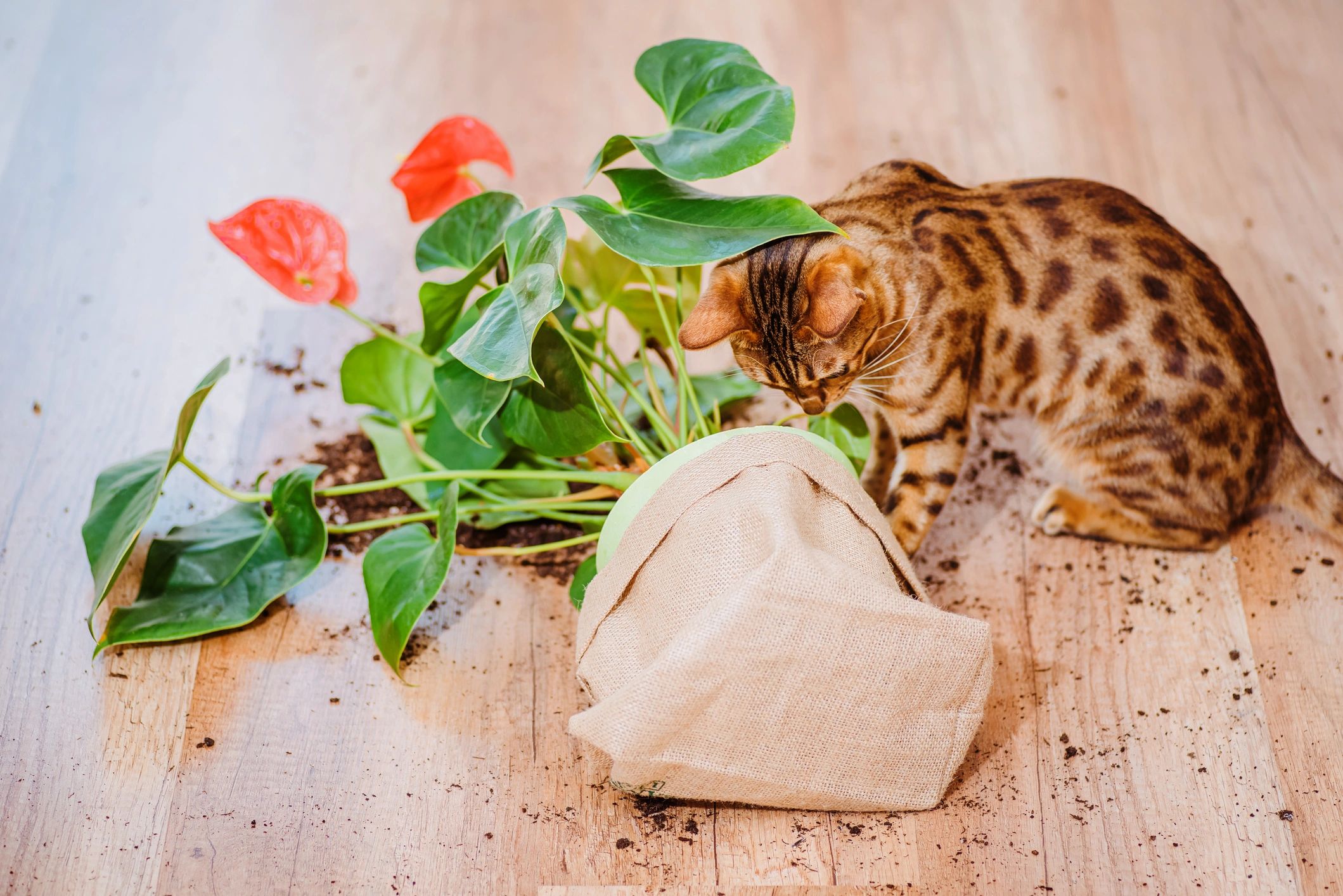 eco-friendly cat cleanup bags with green packaging and playful cat