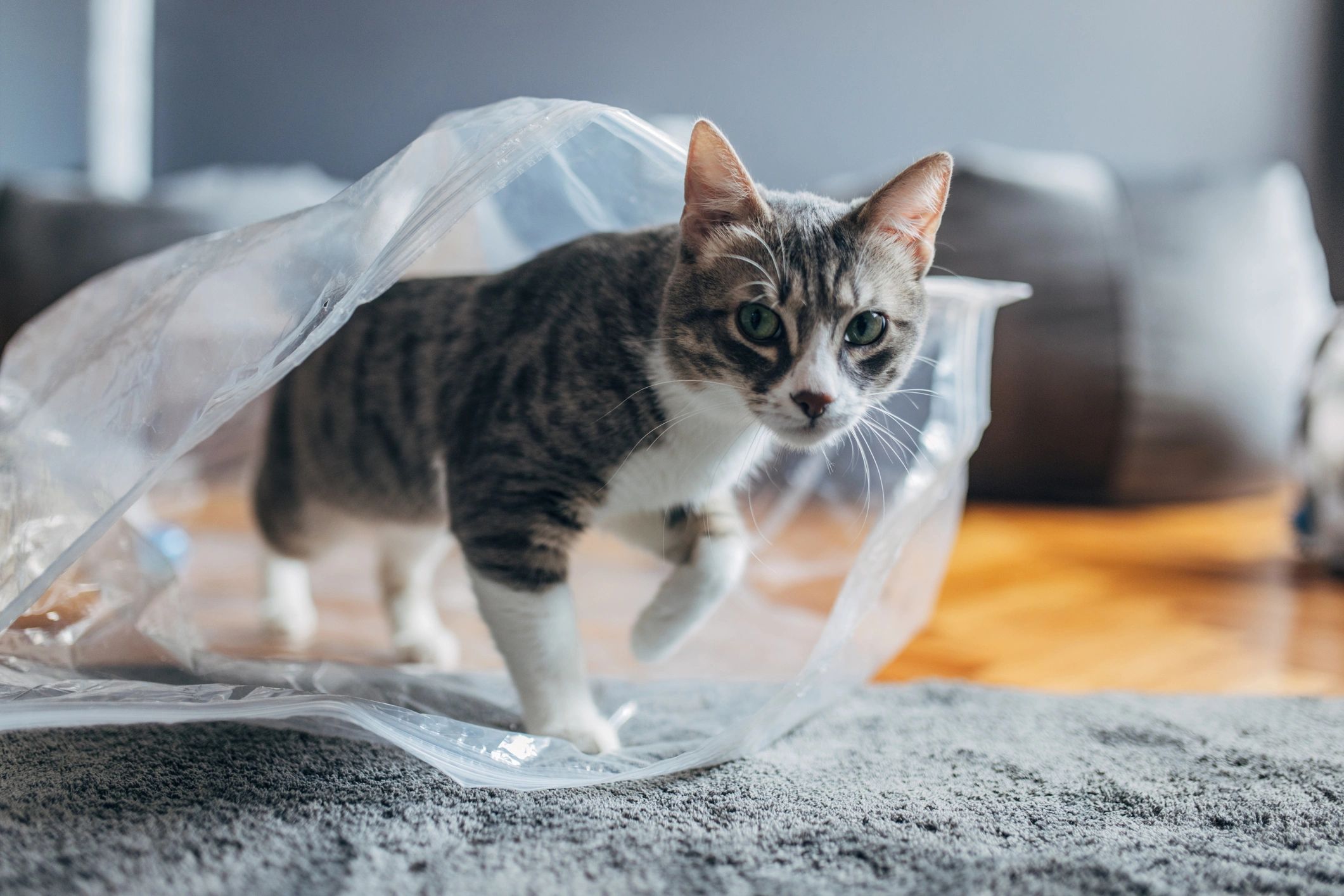 playful cat with waste bag