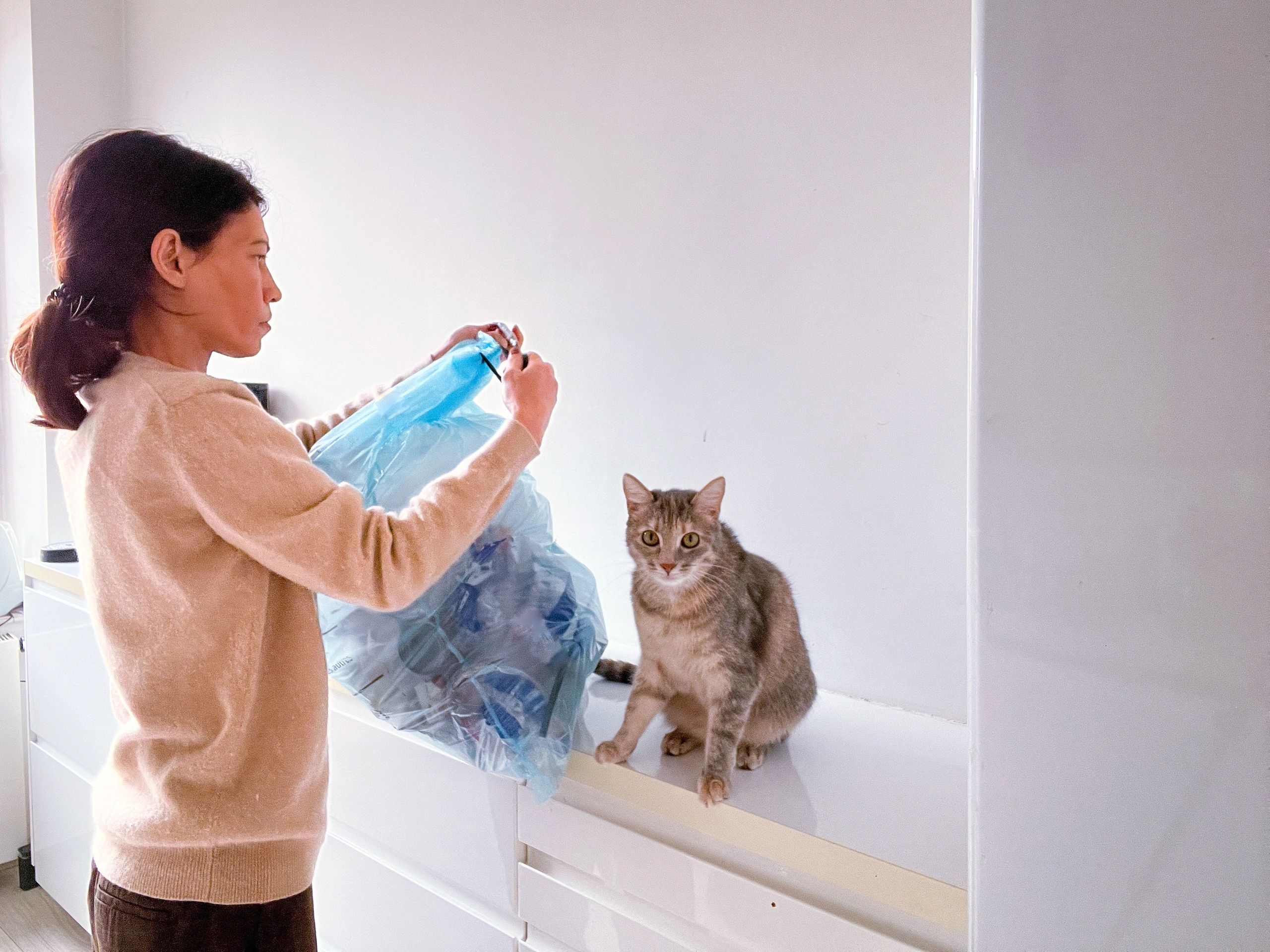 playful cat with waste bag