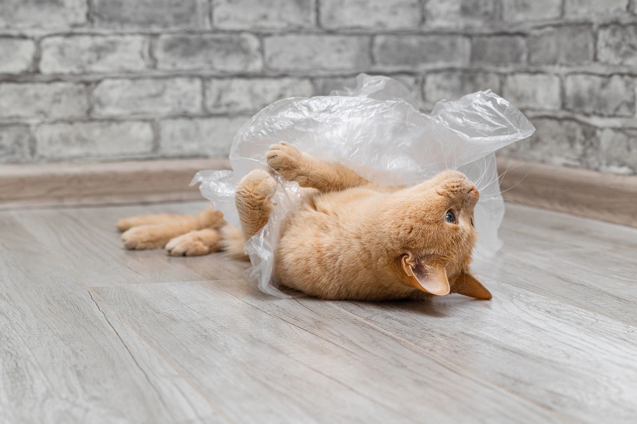 scented cat litter disposal bags with playful cat, fresh and clean packaging